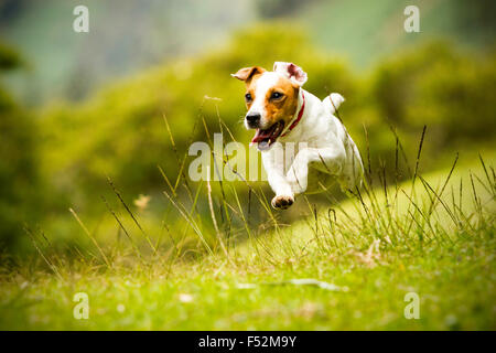 Jack Russel Pfarrer Hund laufen in Richtung der Kamera High speed Low Angle Shot Stockfoto