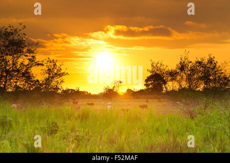 Sonnenuntergang über Esmeralda Provinz im Norden Ecuadors Stockfoto