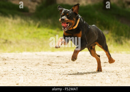 Leine Rottweiler Hund Stockfoto