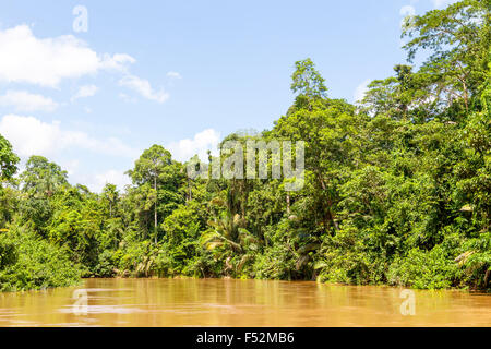 Amazonas Dschungel Yasuni Nationalpark in Ecuador Südamerika Stockfoto