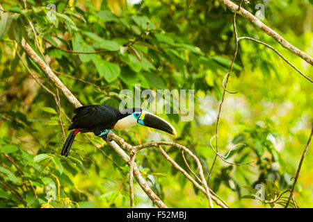 Große Toucan Vogel schoß In der Wildnis im Amazonasbecken Stockfoto