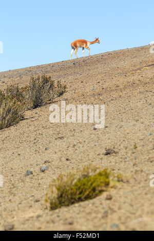 Vicugna oder Vicuna Männlichen ein Camelid Specie bestimmten Die Anden Hochland in Südamerika Schuß Im Wilden in Chimborazo Faunistische finden in Ecuador Stockfoto