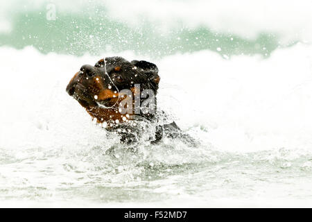 Rottweiler niedrigen Winkel Kopf schoss in den Ozeanen Wave Stockfoto