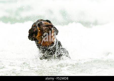 Rottweiler niedrigen Winkel Kopf schoss in den Ozeanen Wave Stockfoto