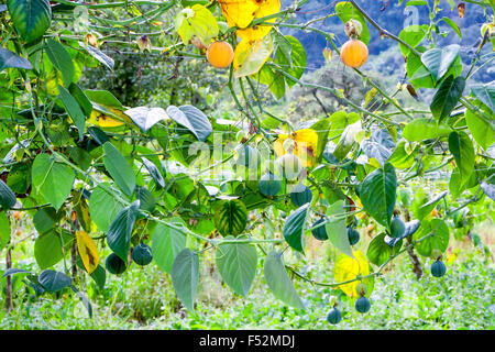 Granadilla Frucht Anbau in Ecuador Anden auch eine Passionsfrucht Stockfoto