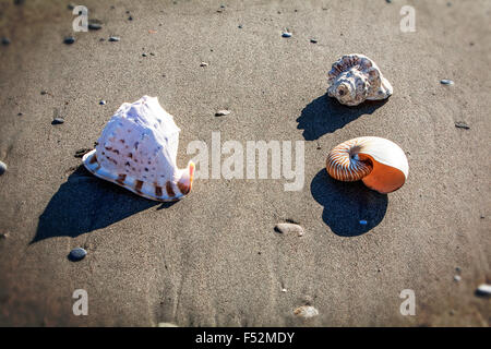 Drei Schalen in den nassen Sand Ausruhen in der Sonne in der Mitte des Tages schließen Nach Oben Stockfoto