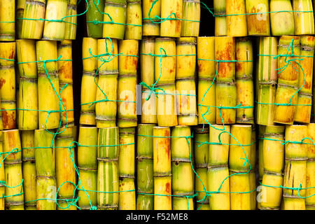 Zucker frisch geschnitten, die für die Extraktion von Saft Päckchen für den Verkauf in Ecuador Stockfoto