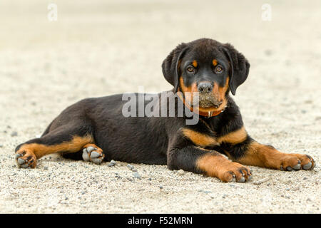 Rottweiler Welpen Posing Schuß von niedrigen Winkel typischen Ausdruck eines überzeugten Hund Stockfoto