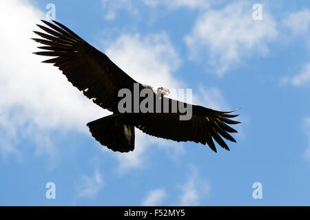 Männlicher Andenkondor im Flug Schuß im Hochland von Ecuador Anden Stockfoto