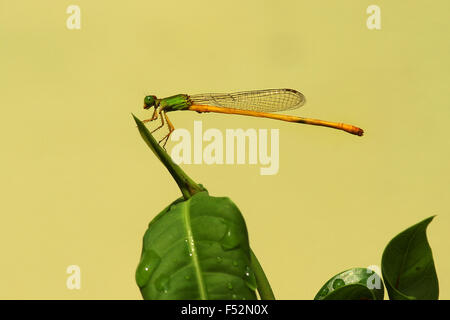 Grüne Damselfly. Stockfoto