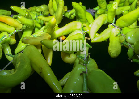 Anaheim Paprika sind vielfältige milde Chilischote verwendet in mexikanische und Tex Mex Küche. Stockfoto