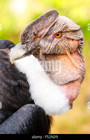 Der Andenkondor ist eine große schwarze Geier mit einer Halskrause aus weißen Federn, die die Basis des Halses und vor allem in der männlichen Große weiße Flecken Stockfoto