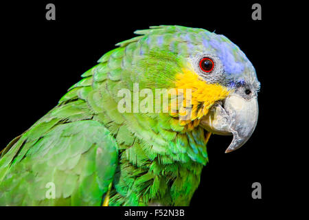 Die blaue Leitung Parrot Nahaufnahme Stockfoto