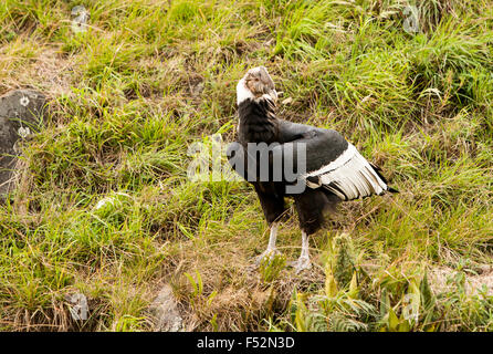 Der Andenkondor ist eine große schwarze Geier mit einer Halskrause aus weißen Federn, die die Basis des Halses und vor allem in der männlichen Große weiße Flecken Stockfoto