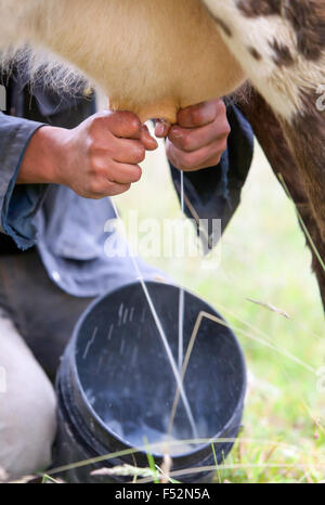 Mann Hand Melken der Kuh Stockfoto