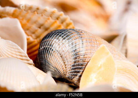 Eine Nahaufnahme verschiedener Muscheln, die zusammen angeordnet sind, mit einer markanten, dunkel gestreiften Muschelschale im Fokus in der Mitte. Die umliegenden Schalen sind meist hell, darunter weiß und cremefarben Stockfoto
