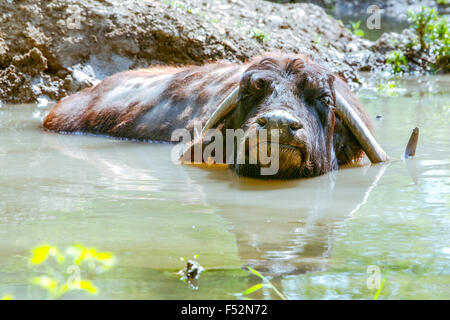 Wasserbüffel Entspannung in einem schlammigen Wasser geschossen in der Natur entnommen Stockfoto