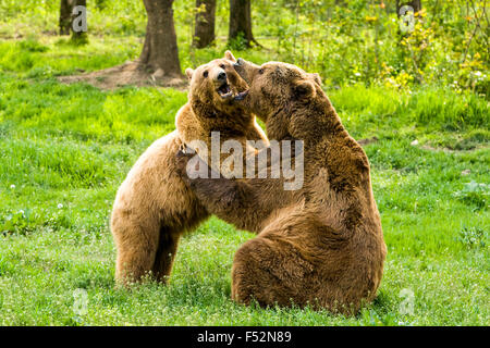 Wilde Bären umarmen mittlere Teleobjektive Haltegriff Stockfoto