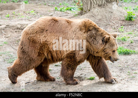 Der Braunbär ist ein großer Bär verteilt über Viel im nördlichen Eurasien und Nordamerika Es wiegt 70 bis 780 Kg Stockfoto