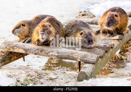 Vier Mitglieder einer Biberfamilie die Bremse nach einer guten Mahlzeit Stockfoto