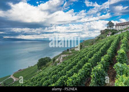 In den Weinbergen im Lavaux, einem UNESCO-Weltkulturerbe. Genfer See, Schweiz. Stockfoto