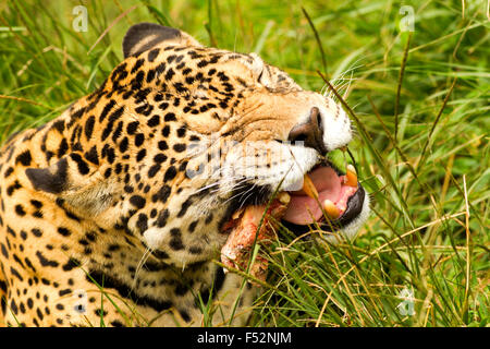 Großen erwachsenen männlichen Jaguar essen Tiere Schießen im Amazonas Dschungel Stockfoto