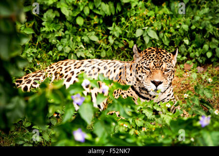 Große Jaguar Männlichen im ecuadorianischen Regenwald mit seinen wilden Blick direkt auf Ihr Auge Stockfoto