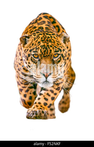 Wildes Jaguar Katze, Isolated On White Stockfoto