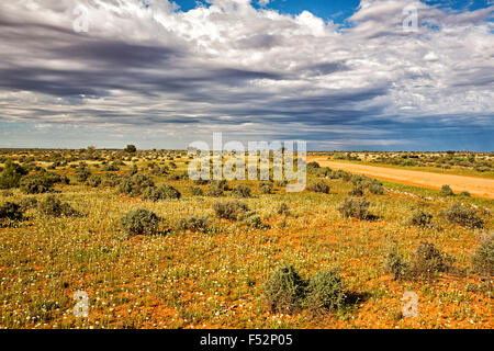 Riesige baumlose australische Outback Ebenen beschmiert mit Wildblumen & niedrige Vegetation nach Regen zum fernen Horizont unter Gewitterhimmel Stockfoto