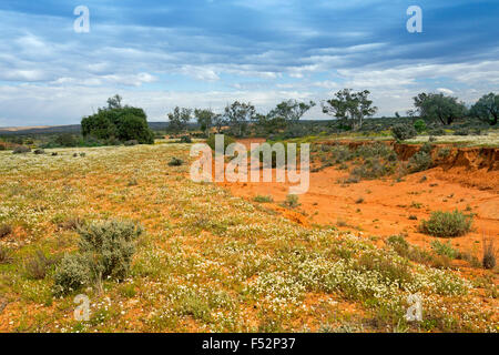 Farbenfrohe australische Outback-Landschaft mit weiten rote Ebenen unter blauem Himmel übersät mit gelben & weißen Wildblumen nach Regen Stockfoto