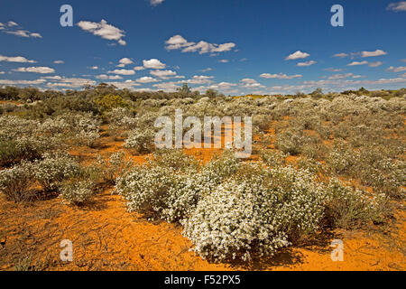 Australische Outback-Landschaft gehüllt mit Masse der weißen Wildblumen, Olearia Pimeleoides, Mallee Daisy Busch, unter blauem Himmel Stockfoto