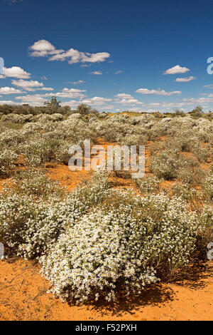 Australische Outback-Landschaft gehüllt mit Masse der weißen Wildblumen, Olearia Pimeleoides, Mallee Daisy Busch, unter blauem Himmel Stockfoto