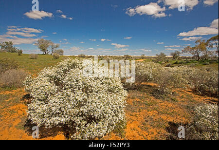 Australische Outback-Landschaft gehüllt mit Masse der weißen Wildblumen, Olearia Pimeleoides, Mallee Daisy Busch, unter blauem Himmel Stockfoto