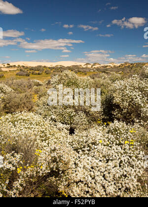 Australische Outback-Landschaft gehüllt mit Masse der weißen Wildblumen, Olearia Pimeleoides, Mallee Daisy Busch, unter blauem Himmel Stockfoto