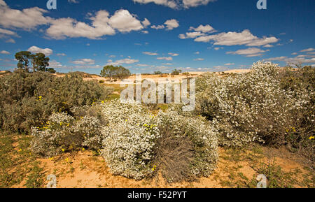 Australische Outback-Landschaft gehüllt mit Masse der weißen Wildblumen, Olearia Pimeleoides, Mallee Daisy Busch, unter blauem Himmel Stockfoto