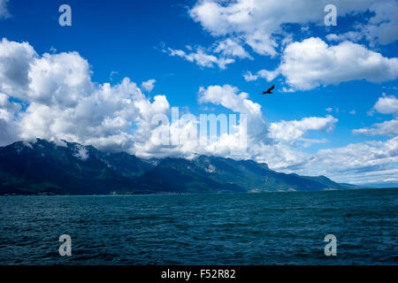 Vogel fliegt im Sommer auf den Genfer See. Genfer See, Schweiz. Stockfoto