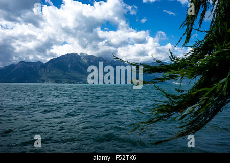 Äste wiegen die Brise am Genfer See, Schweiz. Stockfoto