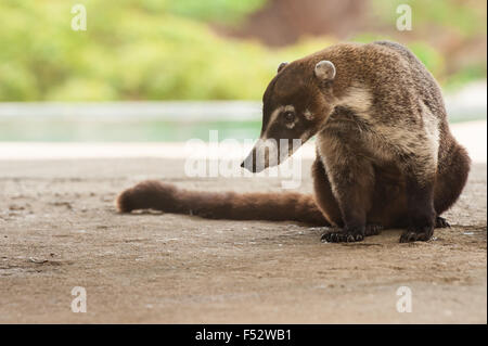 Männliche weiße Nase Nasenbär sitzt ruhig in Costa Rica Stockfoto