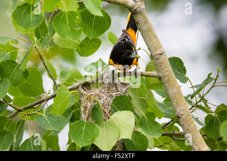 Baltimore Oriole - männlich Stockfoto
