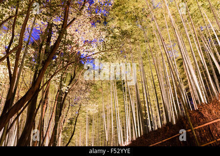 Japan, Kyoto, arashiyama. Hanatouro licht Festival. Berühmte Bamboo Grove von aufwärts zeigend Laternen mit Bambus hoch aufragenden Overhead beleuchtet. Stockfoto