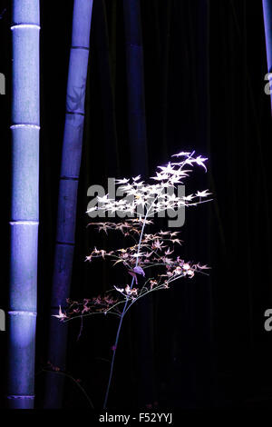 Japan, Kyoto, arashiyama. Hanatouro Festival. Blauer Bambus in der Nacht, mit einer grünen Pflanze markierten gegen die Dunkelheit. Stockfoto