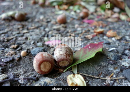 Eicheln auf dem Boden Stockfoto
