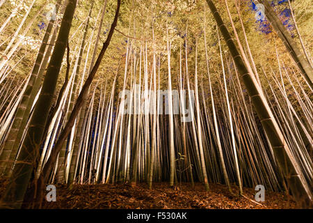 Bambus Wald bei Nacht beleuchtet in Kyoto Stockfotografie - Alamy