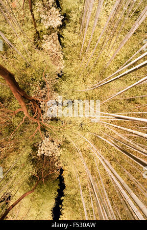 Japan, Kyoto, arashiyama. Hanatouro licht Festival. Berühmte Bamboo Grove von aufwärts zeigend Laternen mit Bambus hoch aufragenden Overhead beleuchtet. Stockfoto