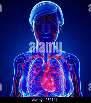 3D gerenderte Darstellung der weiblichen arteriellen system Stockfoto