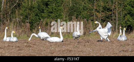 Singschwäne (Cygnus Cygnus) Fütterung und die Erholung während ihrer Seelenwanderung durch Estland. Stockfoto