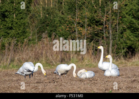 Singschwäne (Cygnus Cygnus) Fütterung und die Erholung während ihrer Seelenwanderung durch Estland. Stockfoto