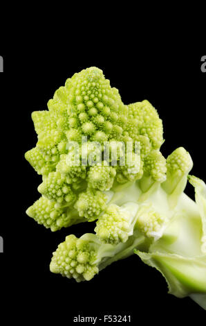 Romanesco Brokkoli Blümchen Makrofoto auf schwarzem Hintergrund. Auch bekannt als romanische Blumenkohl oder Buzzy Broc. Ansicht von vorne. Stockfoto