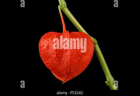 Chinesische Laterne, Physalis Alkekengi auf schwarzen Hintergrund Stockfoto