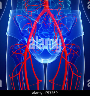 3D gerenderte Darstellung der menschlichen arteriellen system Stockfoto